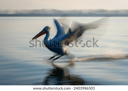 Slow pan of pelican sliding over water