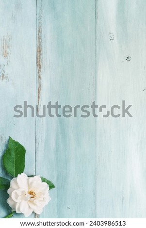 Single white old fashion rose flower lying over a light blue rustic background. Table top view. Overhead. 