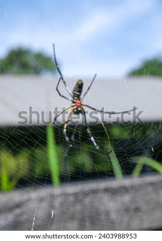 blurr image,close up, The Nephila pilipes spider is one of the largest types of spiders and is known in Indonesia as the weaver spider, golden orb weaver spider, golden orb web spider and Kemlandingan