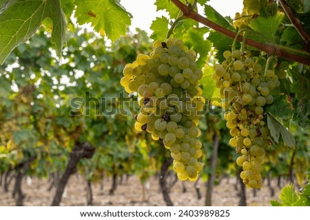 Harvest time on vineyards of Cognac white wine region, Charente, ripe ready to harvest ugni blanc grape uses for Cognac strong spirits distillation, France Royalty-Free Stock Photo #2403989825