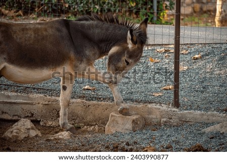 Picture of a funny donkey  in Greece