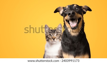 Black and brown dog and cat portrait together on yellow background isolated