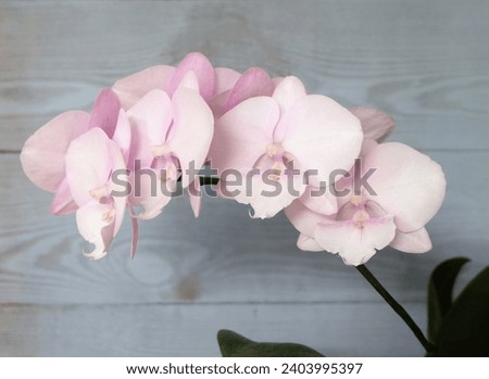 Orchid Phalaenopsis big lip, Sakura variety on a blue wooden background, selective focus, horizontal orientation.