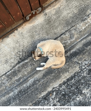 Sleeping Siamese cat close up pics.