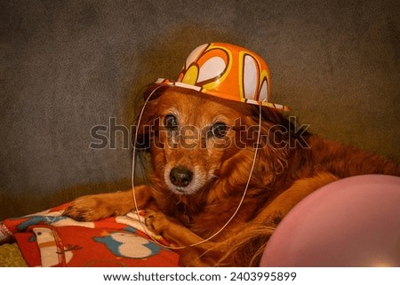 High resolution isolated close up portrait of a small dog wearing a funny birthday hat- Israel