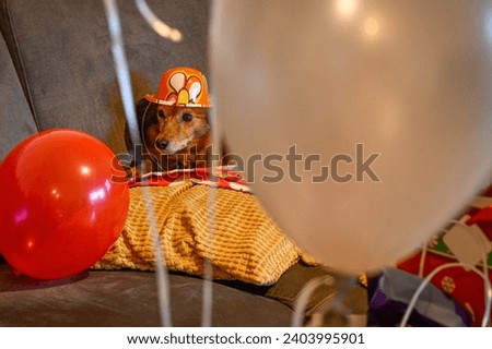 High resolution isolated close up portrait of a small dog wearing a funny birthday hat- Israel
