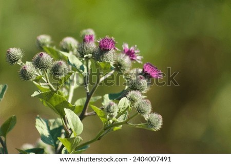 Close-up of woolly burdock buds with green blurred background
