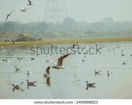 Delhi, India - December 6th 2023 - Pictures from Yamuna Ghat.