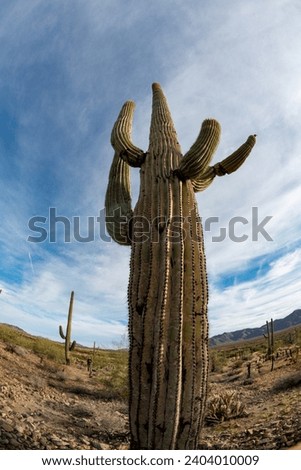 Landscape of a stone desert, photo of a cactus with a Fish Eye lens, Giant cactus Saguaro cactus (Carnegiea gigantea), Arizona USA