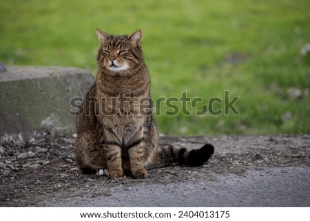 Cat sitting on the side of the road with its eyes slightly closed - it looks a bit snobbish as a result Royalty-Free Stock Photo #2404013175