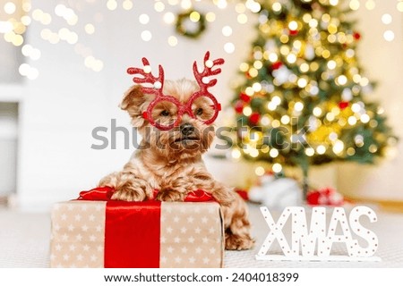Small dog puppy yorkshire terrier in red deer antler glasseswith cute expression at Christmas. Gifts and Christmas tree in background. Happy New Year,