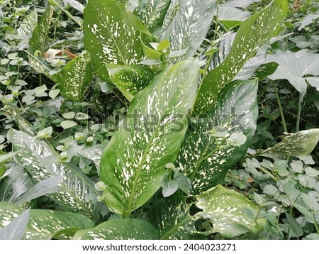 Close-up photo of ornamental plants contaminated with weeds. Weeds take over the function of the land.