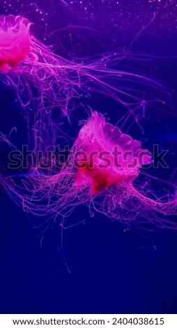 neon bright pink jellyfish swimming