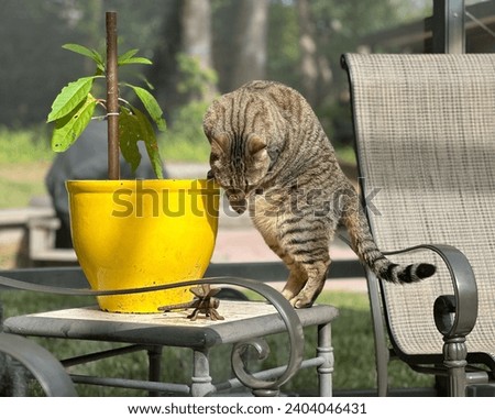 Brown striped female tabby cat getting out out of a yellow potted plant on pool patio table, facing forward, 3 of 3.  Royalty-Free Stock Photo #2404046431