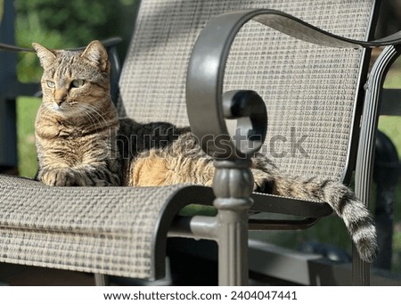 Brown female tabby cat lying on pool patio chair, alert, ears forward, tail hanging over edge, facing left, while sunning.  Royalty-Free Stock Photo #2404047441