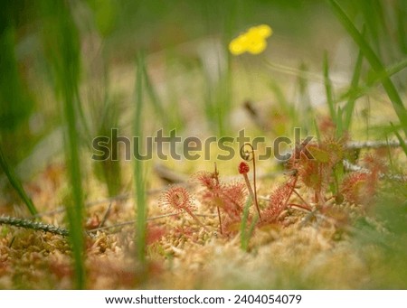 Drosera, which is commonly known as the sundews, is one of the largest genera of carnivorous plants. Carnivorous flower Drosera rotundifolia or roundleaf sundew, or common sundew in the meadow 