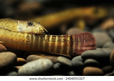 Red Tailed Squirrel Loach (Aborichthys elongatus)