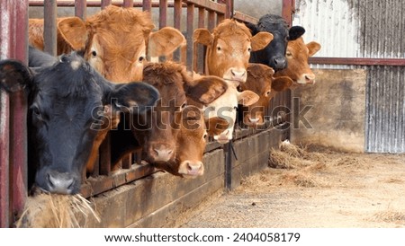 Limousine Cattle looking through a gate in a shed in UK Royalty-Free Stock Photo #2404058179