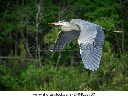 Great Blue Heron in flight over water Royalty-Free Stock Photo #2404058789