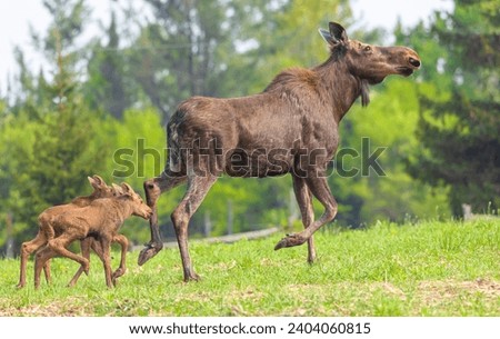 A cow moose leading her young calves away just perhaps days after giving birth to them. Royalty-Free Stock Photo #2404060815