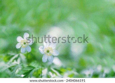 Spring nature background. Beautiful spring white flowers on meadow, green backdrop. blossom primroses (anemones) close up. Floral image. spring season. template for design