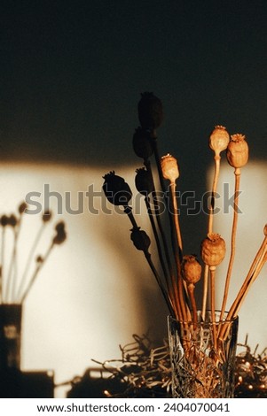 Still life of glass vase with dried yellow poppy flowers in modern interior, garland lights. New year decor. Floral composition. Dark room interior.
