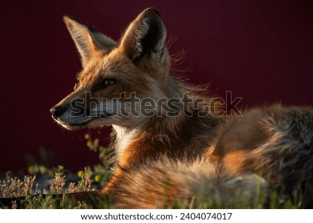 A female red fox,  Vulpes vulpes. The red background is a garbage bin. 