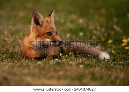 A young red fox lying down in a grassy field,  Vulpes vulpes