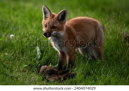 A young red fox with a dead ground hog at it's feet,  Vulpes vulpes