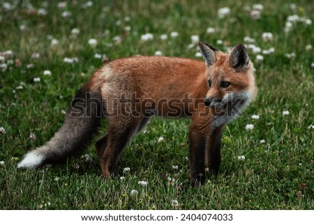 A young red fox in a grassy field,  Vulpes vulpes