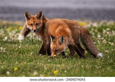 A pair of young red foxes foraging for food,  Vulpes vulpes