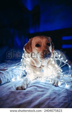 A fawn, white Labrador with a New Year's garland around his neck sits on a sofa in a dark room with neon lighting, winter, vertical photo