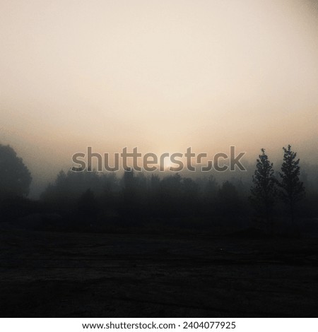 The sun rising behind a calm, foggy forrest