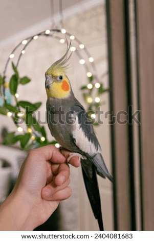 Beautiful photo of a bird.Funny parrot.Cockatiel parrot.
Home pet yellow bird.Beautiful feathers.Cute cockatiel.Home pet parrot.A bird with a crest.Natural color.Birdie.The parrot looks in the mirror.