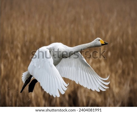 Whopper swan, Bewick swan, tundra swan, white swan flying picture 