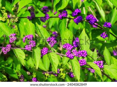 A branch of wild american beautyberry with ripe purple berries Royalty-Free Stock Photo #2404082849