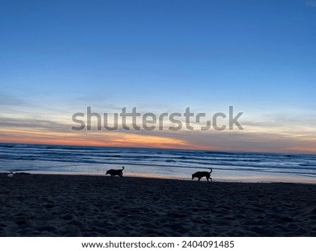 Beach picture capturing two dogs walking 