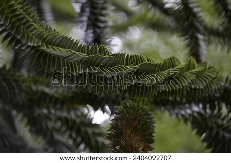 A close up of a Monkey Puzzle Tree branch (Araucaria araucana) covered in spikey evergreen leaves that are lay close together.  Royalty-Free Stock Photo #2404092707