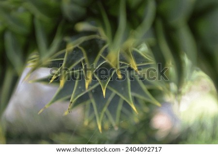 A close up of a Monkey Puzzle Tree branch (Araucaria araucana) covered in spikey evergreen leaves that are lay close together.  Royalty-Free Stock Photo #2404092717