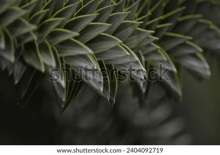 A close up of a Monkey Puzzle Tree branch (Araucaria araucana) covered in spikey evergreen leaves that are lay close together.  Royalty-Free Stock Photo #2404092719