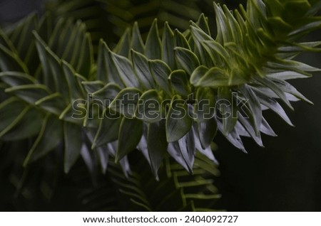 A close up of a Monkey Puzzle Tree branch (Araucaria araucana) covered in spikey evergreen leaves that are lay close together.  Royalty-Free Stock Photo #2404092727