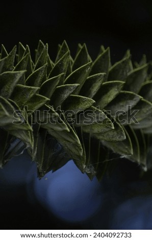 A close up of a Monkey Puzzle Tree branch (Araucaria araucana) covered in spikey evergreen leaves that are lay close together.  Royalty-Free Stock Photo #2404092733