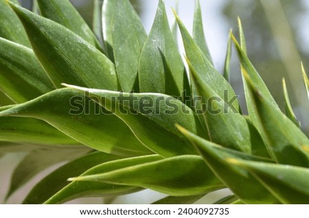 A close up of a Monkey Puzzle Tree branch (Araucaria araucana) covered in spikey evergreen leaves that are lay close together.  Royalty-Free Stock Photo #2404092735