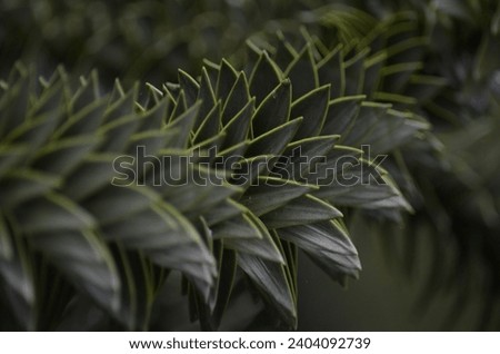 A close up of a Monkey Puzzle Tree branch (Araucaria araucana) covered in spikey evergreen leaves that are lay close together.  Royalty-Free Stock Photo #2404092739