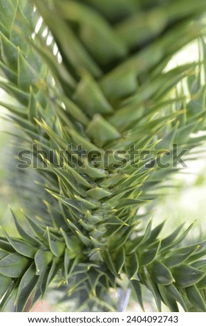 A close up of a Monkey Puzzle Tree branch (Araucaria araucana) covered in spikey evergreen leaves that are lay close together.  Royalty-Free Stock Photo #2404092743