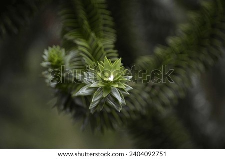 A close up of a Monkey Puzzle Tree branch (Araucaria araucana) covered in spikey evergreen leaves that are lay close together.  Royalty-Free Stock Photo #2404092751