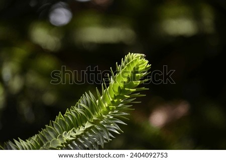 A close up of a Monkey Puzzle Tree branch (Araucaria araucana) covered in spikey evergreen leaves that are lay close together.  Royalty-Free Stock Photo #2404092753