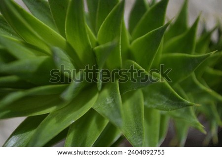 A close up of a Monkey Puzzle Tree branch (Araucaria araucana) covered in spikey evergreen leaves that are lay close together.  Royalty-Free Stock Photo #2404092755