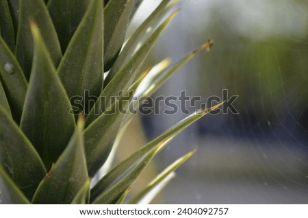 A close up of a Monkey Puzzle Tree branch (Araucaria araucana) covered in spikey evergreen leaves that are lay close together.  Royalty-Free Stock Photo #2404092757