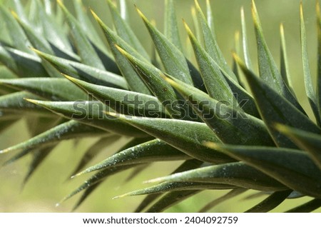 A close up of a Monkey Puzzle Tree branch (Araucaria araucana) covered in spikey evergreen leaves that are lay close together.  Royalty-Free Stock Photo #2404092759